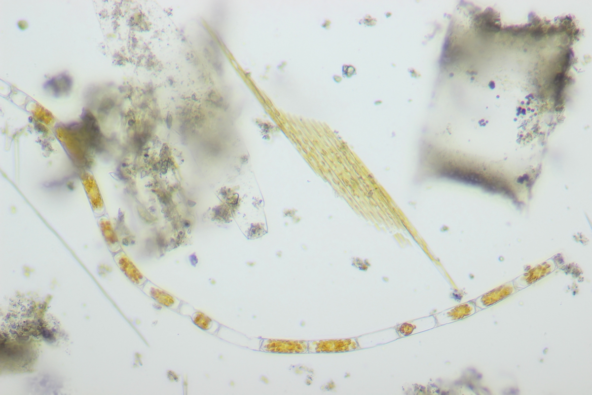 13:01:18_plankton oostende_Cerataulina (cf) pelagica en Bacillaria paxillifer_200x